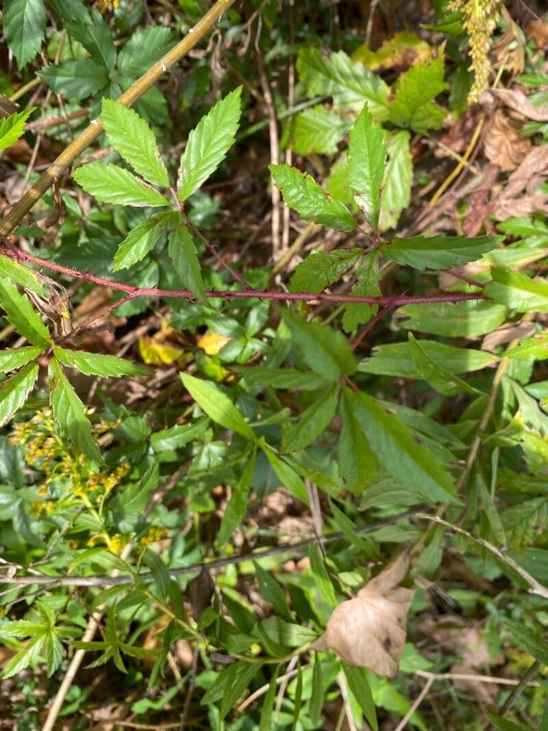 Süße Brombeere 7