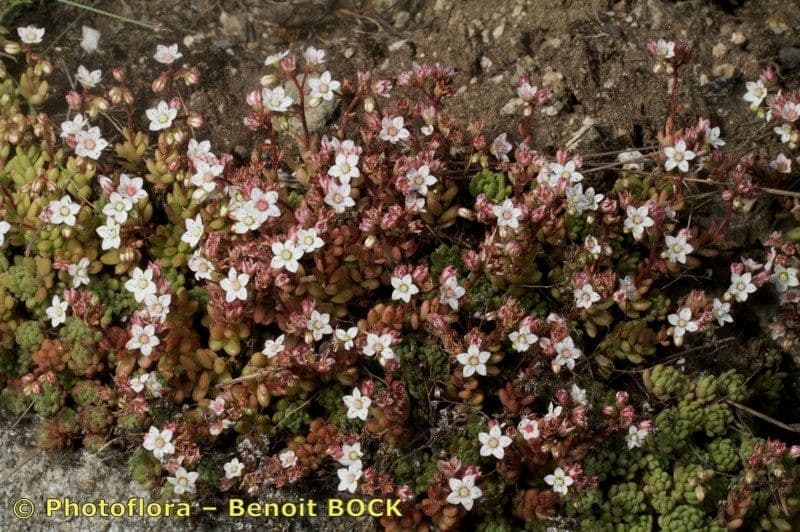 Sedum 23
