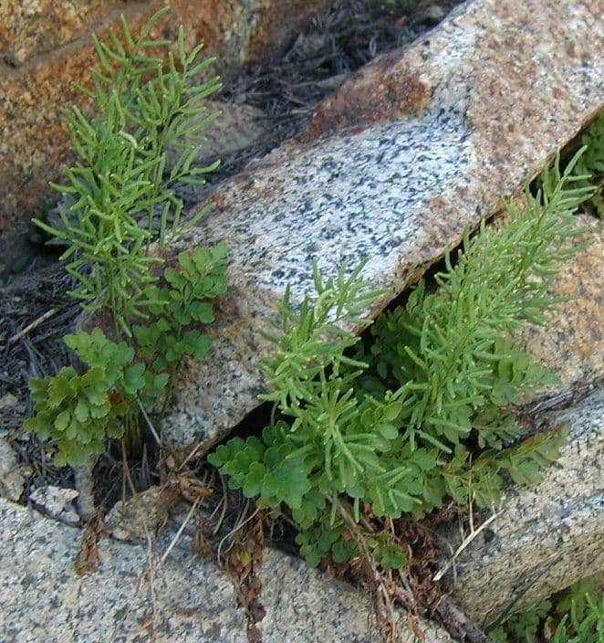 Kryptogramma 5