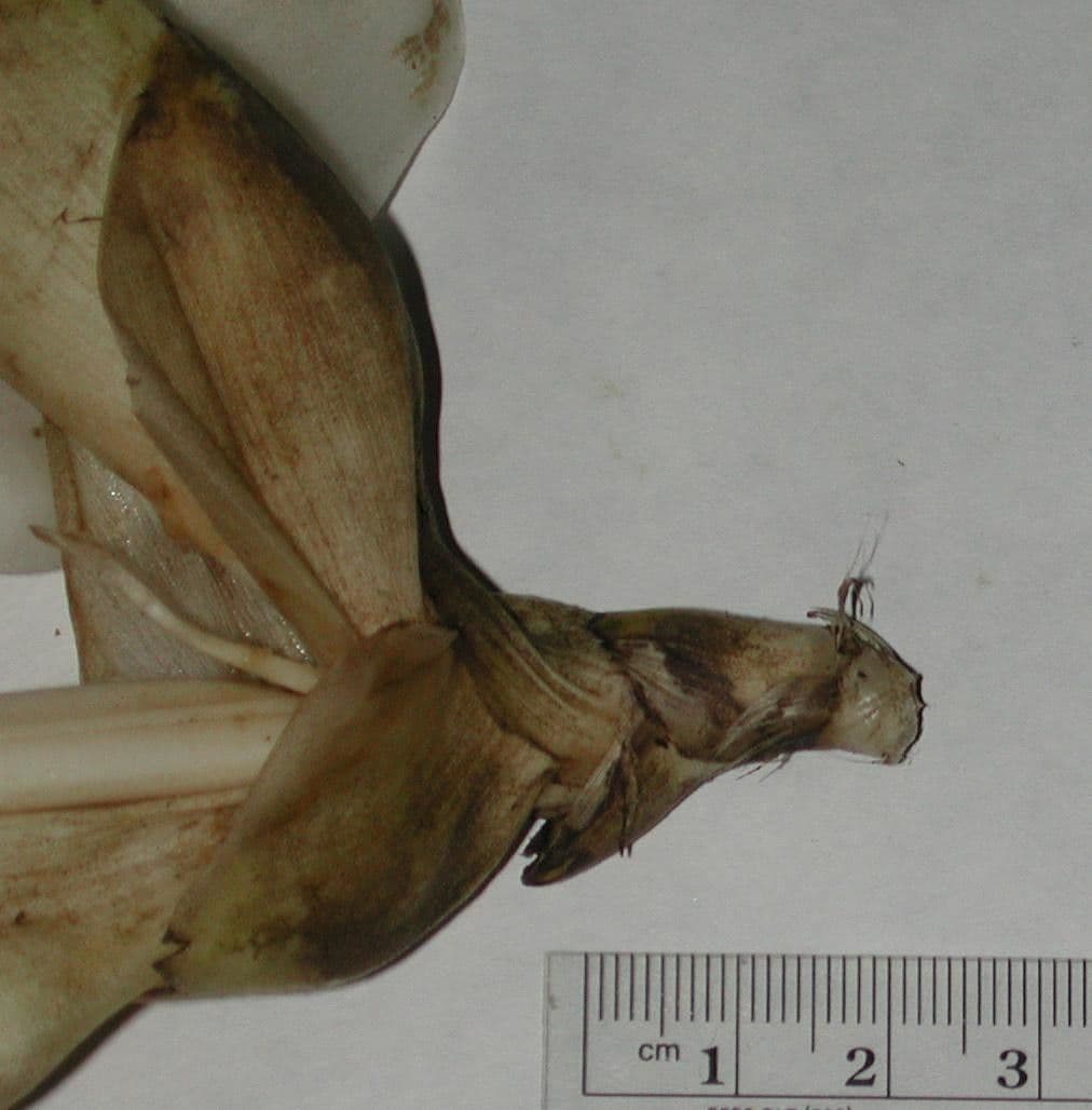 Stanhopea 3