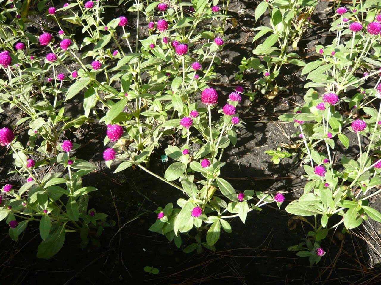 Gomphrena globuleuse 29
