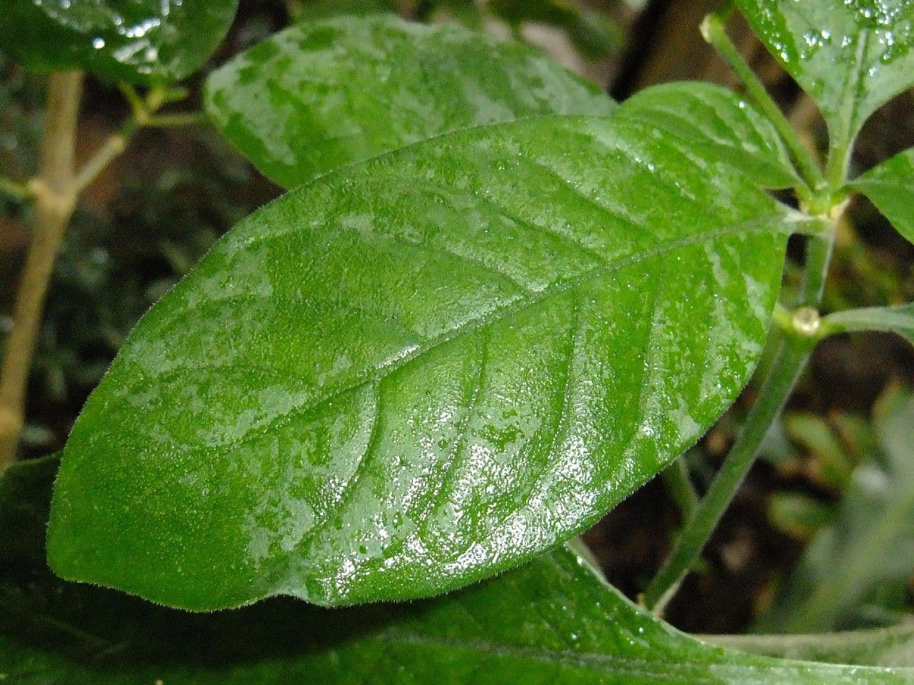 Psychotria punctata 12
