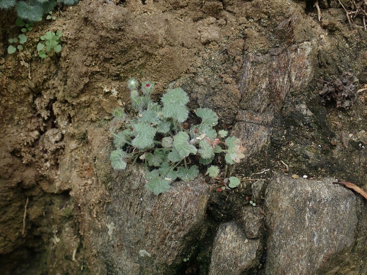Androsace rotundifolia 8