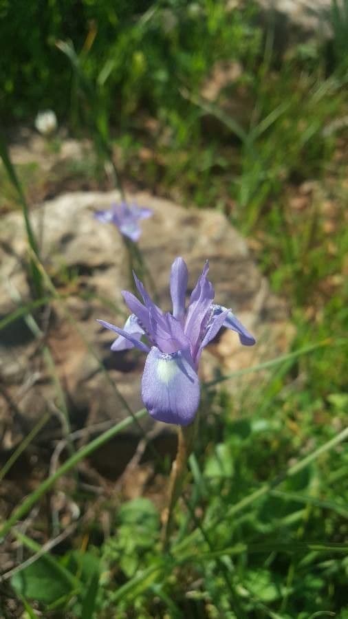Moraea 17