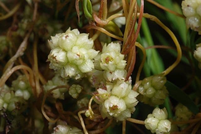 Cuscuta del lino 3