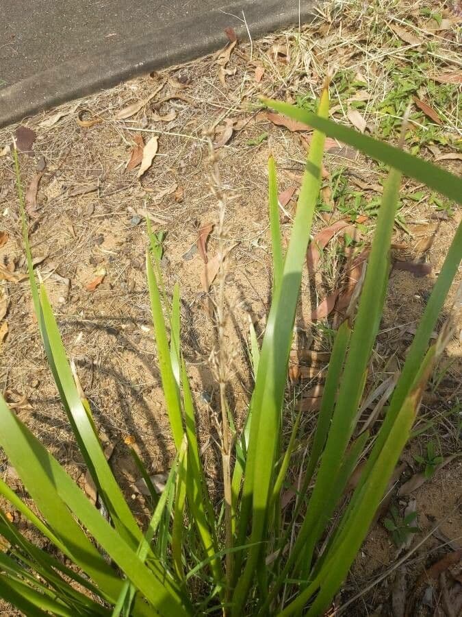 Lomandra 7