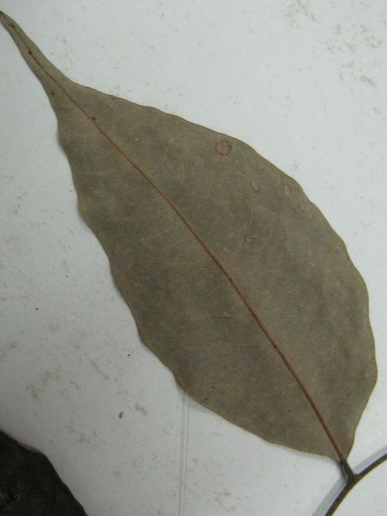 Licania 14