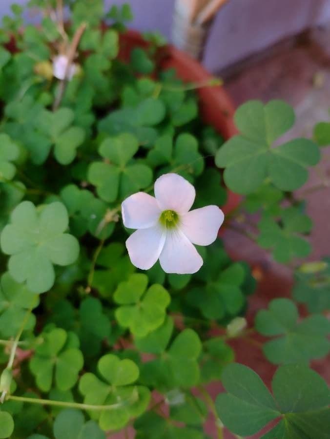 Ossalide incarnata