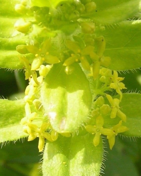 Cruciata 6