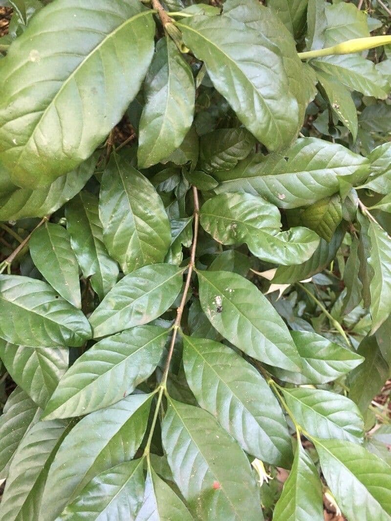 Rosenbergiodendron 8