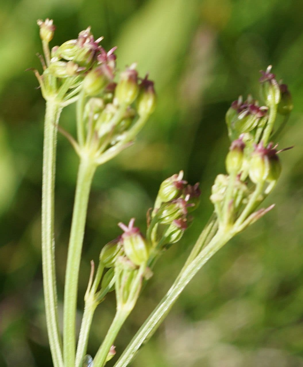 Finocchiella