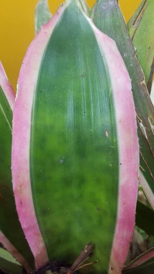 Aechmea 13
