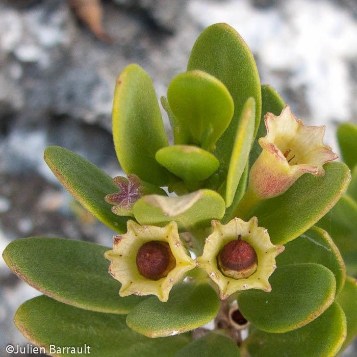 Pemphis acidula 4