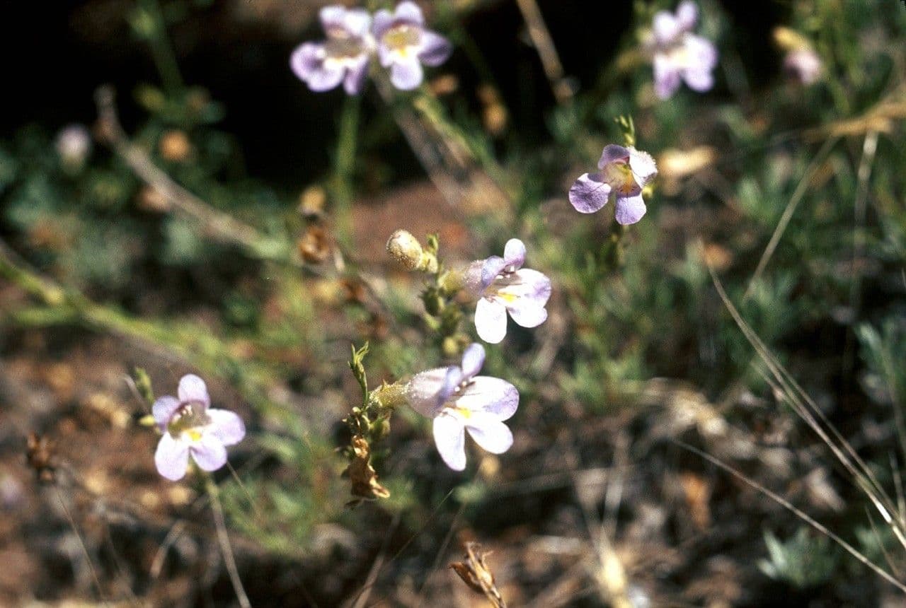 Penstemon tappezzante 3