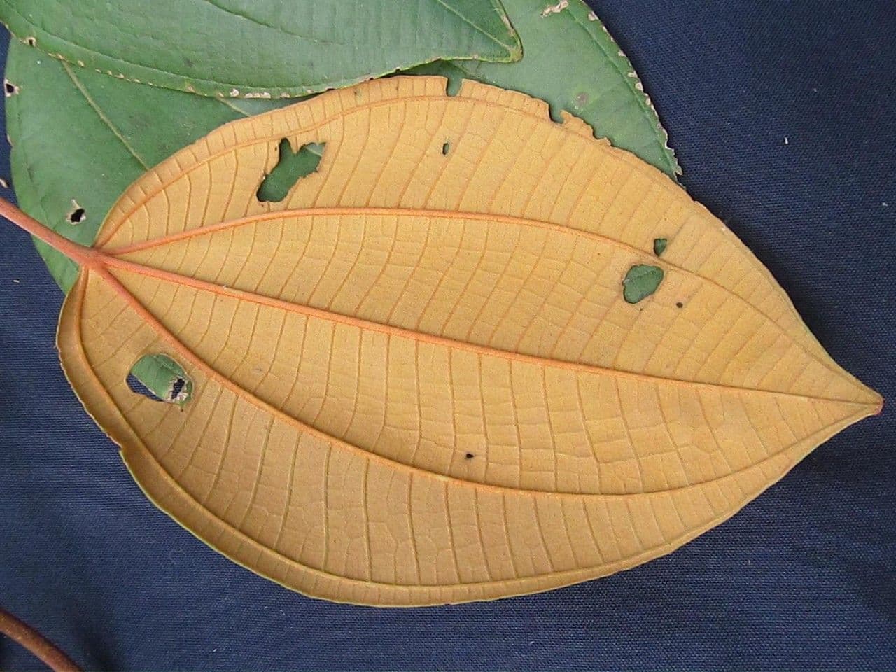 Miconia 3