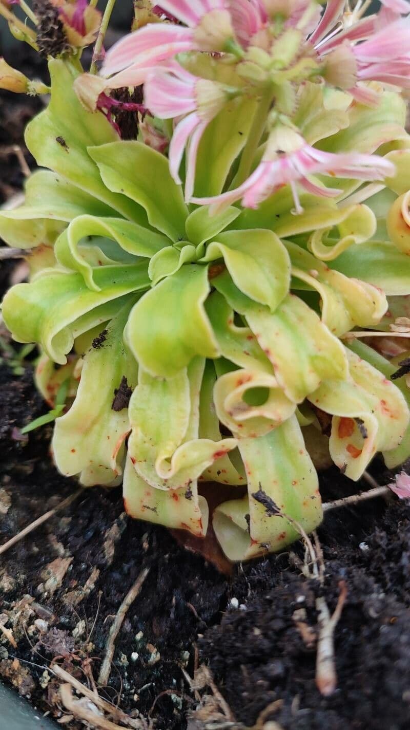 Lewisia cotyledon 13