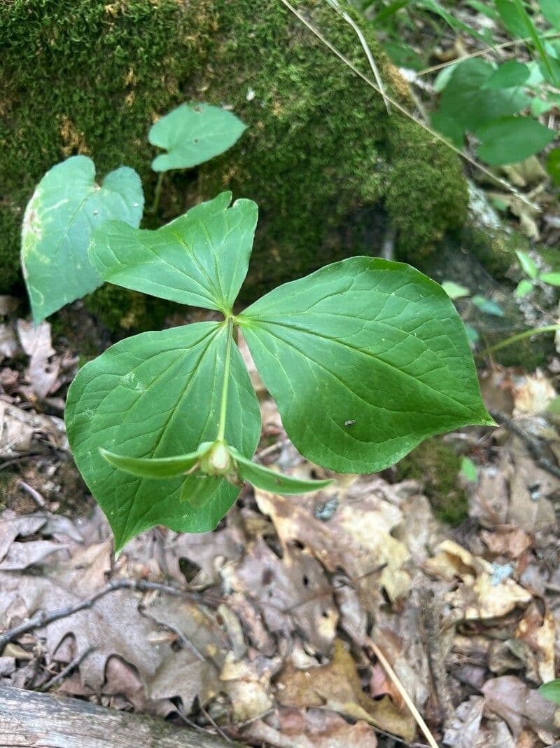 Trillium eretto 19