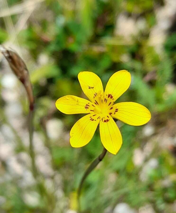 Sisyrinchium