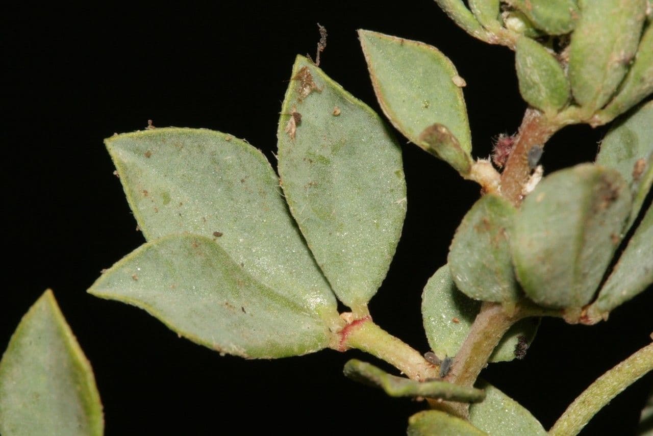 Lotus cytisoides 16