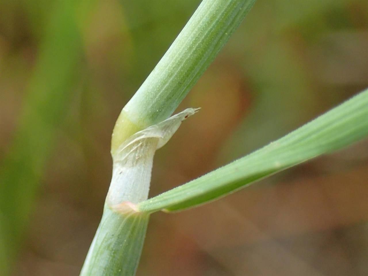 Marsh foxtail 23