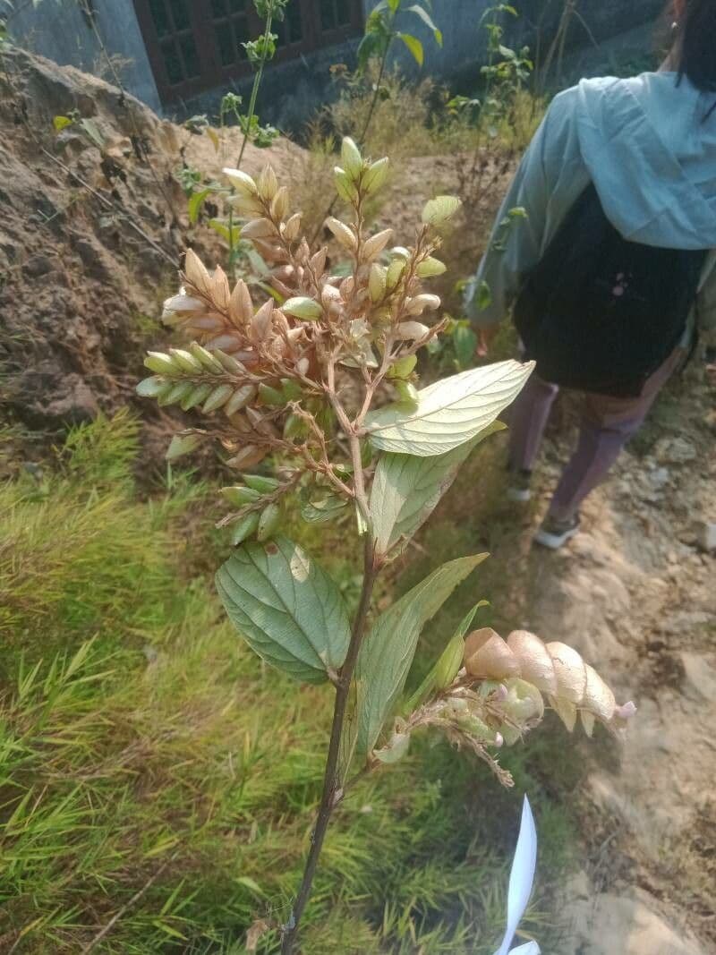 Flemingia strobilifera 10