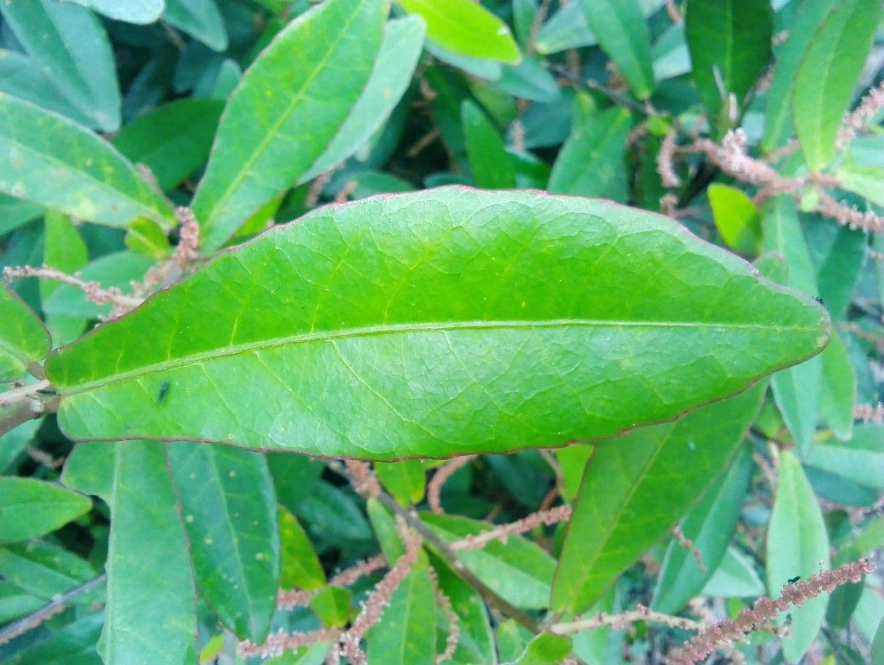 Acalypha 15
