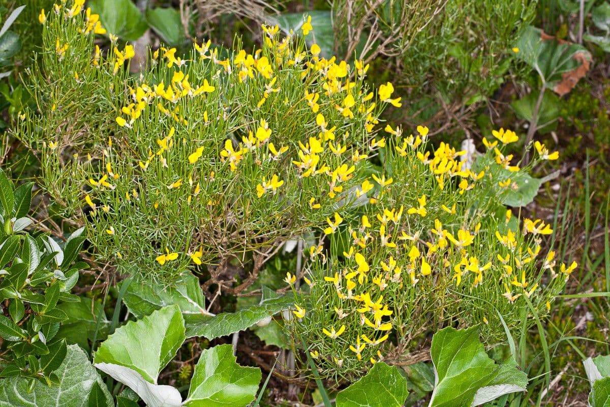 Ginestra radiata 15