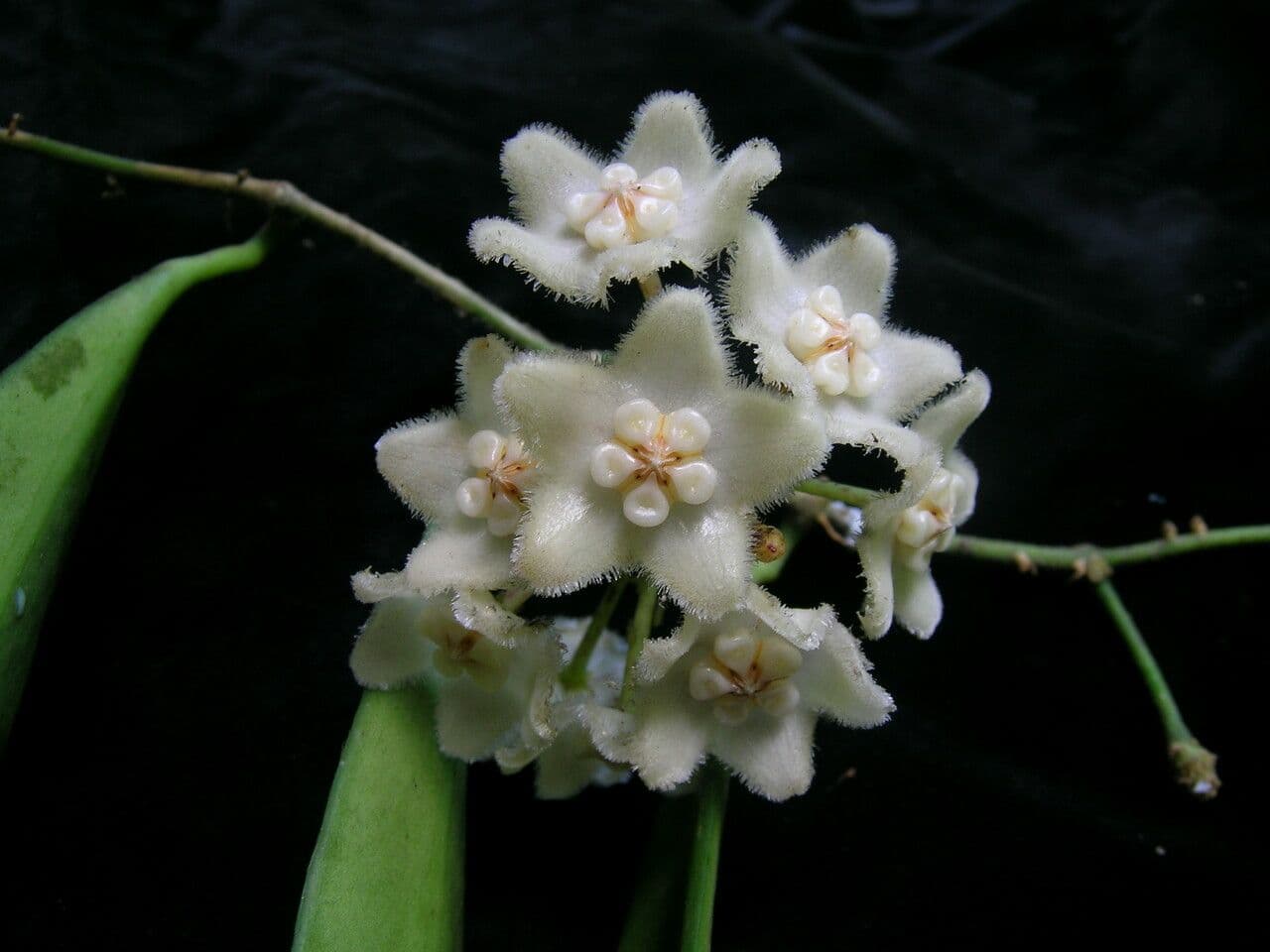 Hoya 2