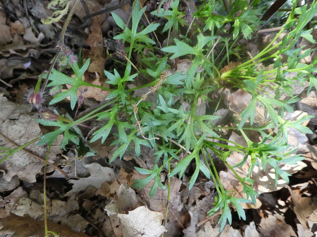 Zerbrechliche Steinbrech 13