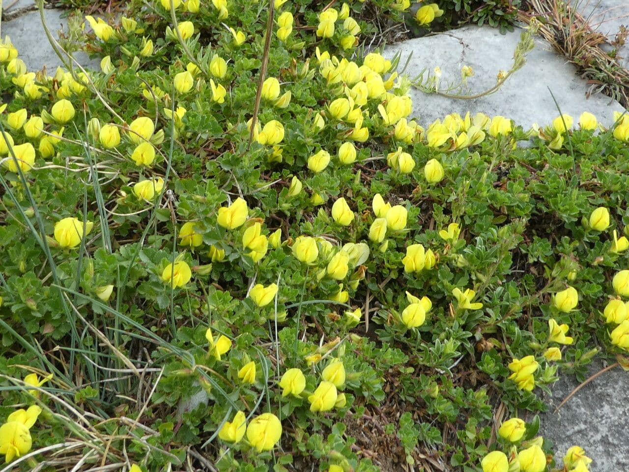 Ononis striata 11