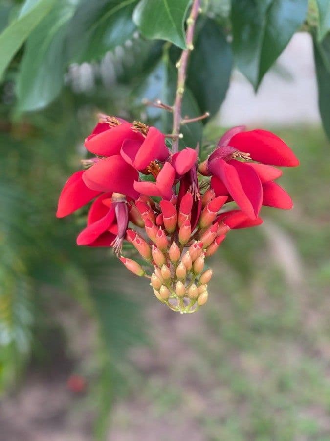 Erythrina bruna 8