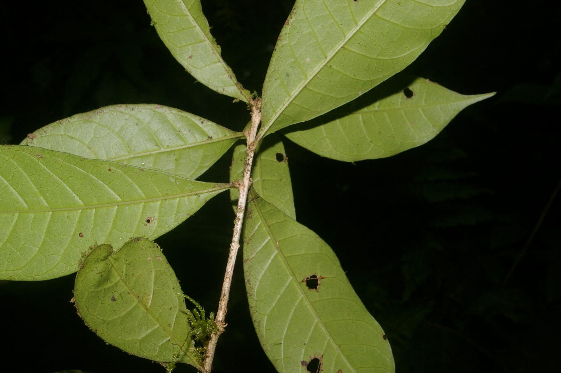 Amphitecna 5