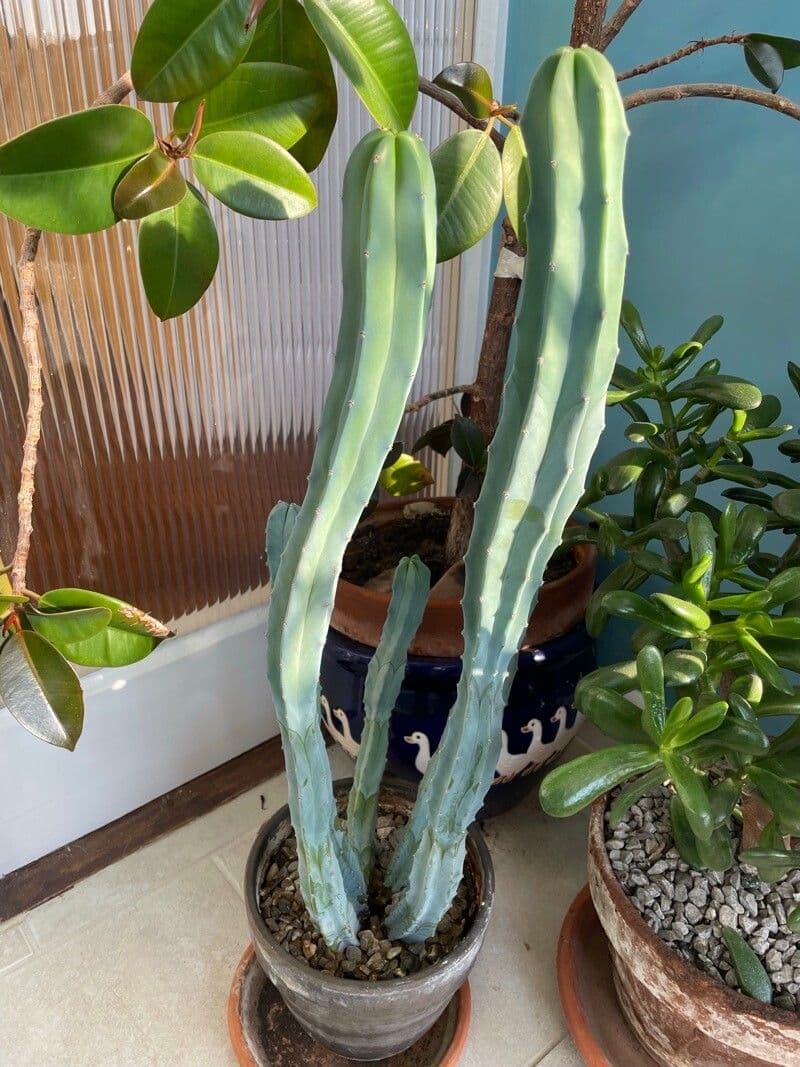 Myrtillocactus geometrizans 15