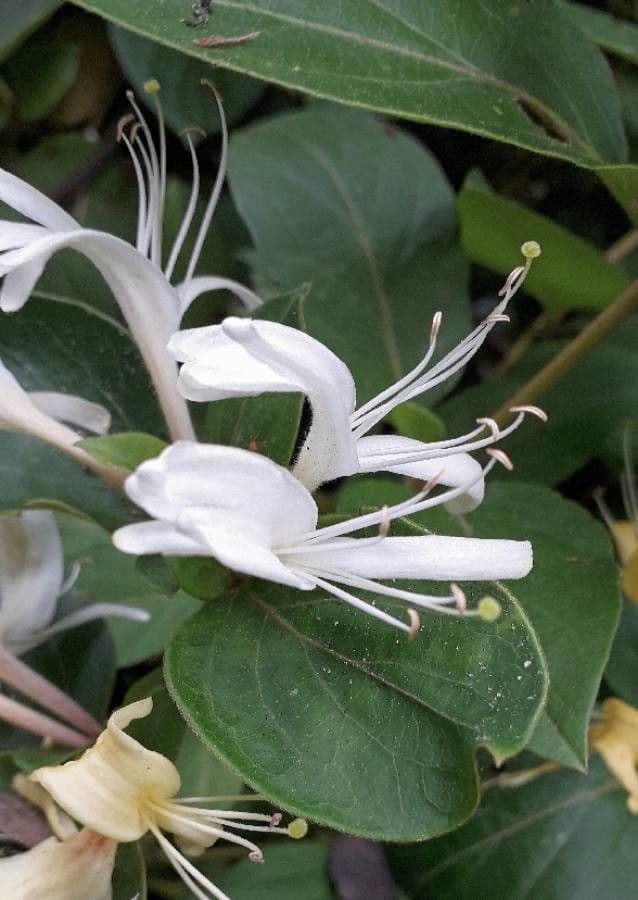 Caprifoglio giapponese 6