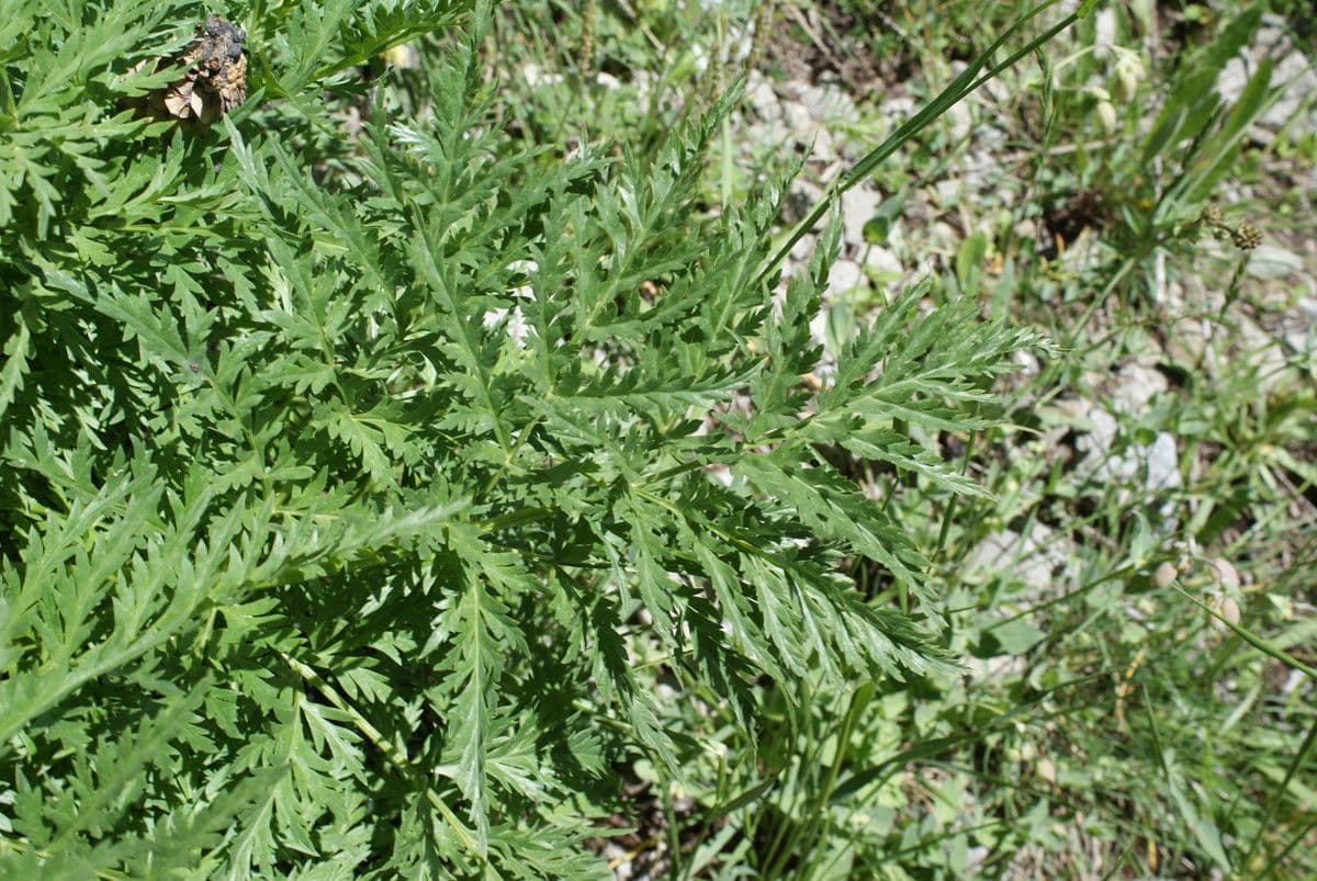 Molopospermum 17