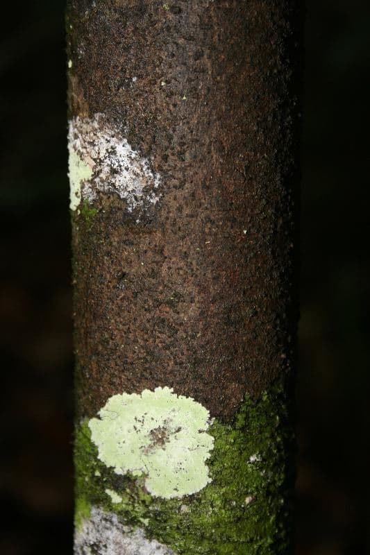 Anaxagorea 13