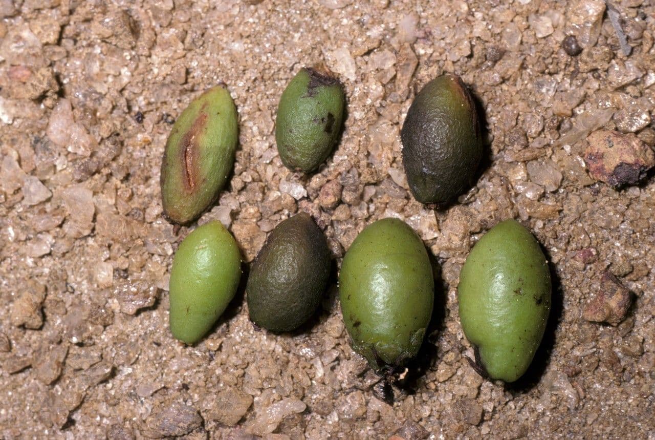 Humiria