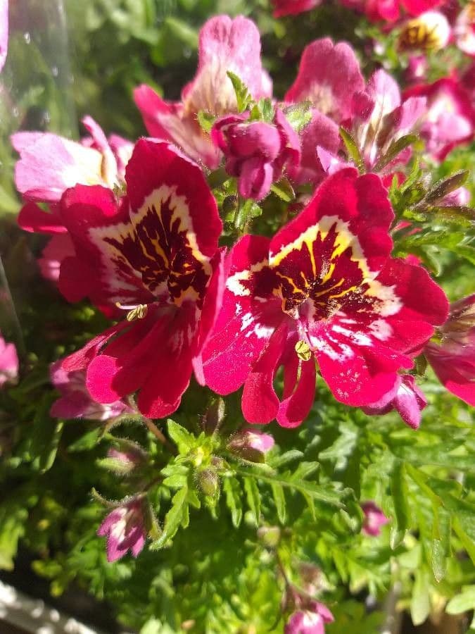 Schizanthus pinnatus 2