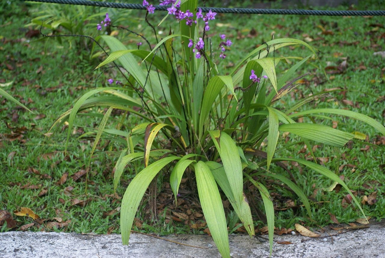 Spathoglottis plicata 14