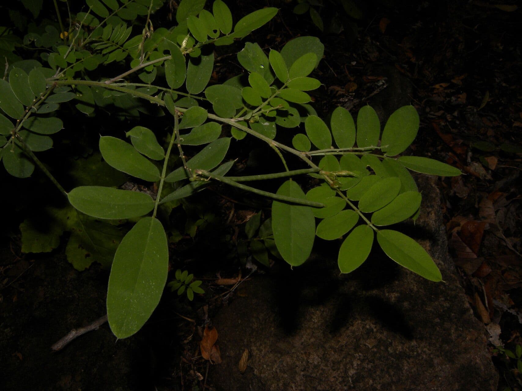 Coursetia caribaea 16