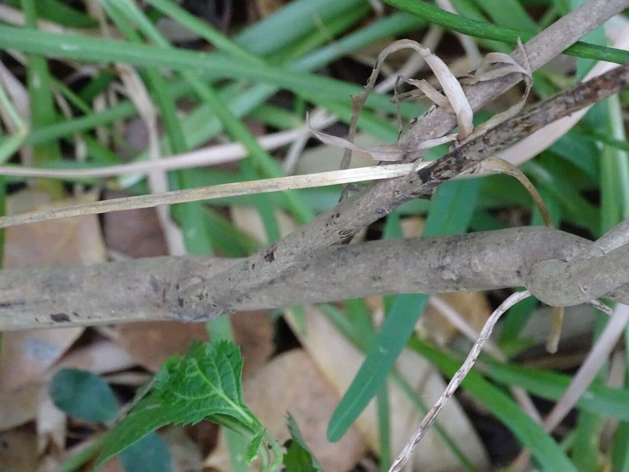 Stachytarpheta indická 12