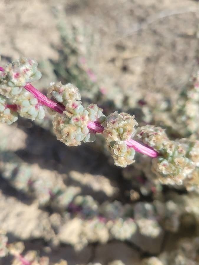 Camphorosma 9