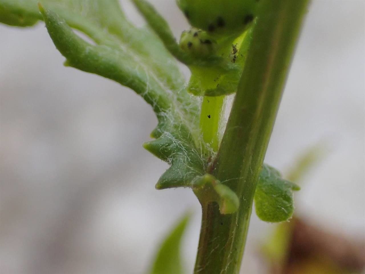 Schmutziges Greiskraut 22