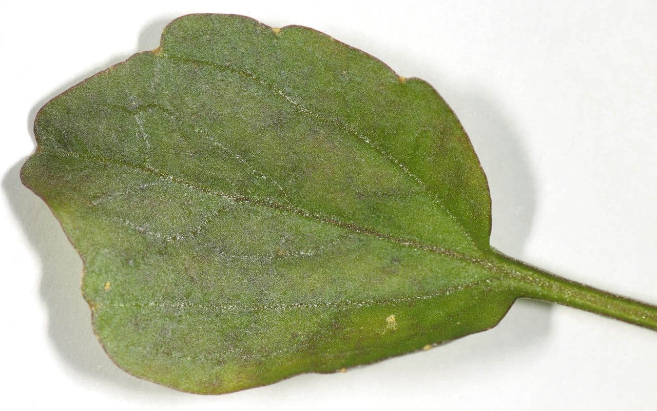 Kleinblättrige Brunnenkresse 9