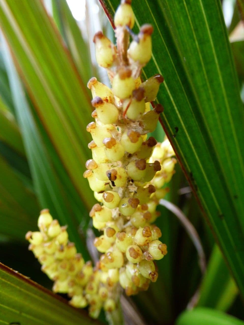 Astelia hemichrysa 6