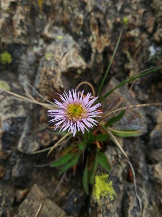 Erigeron 2