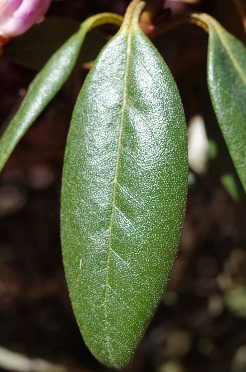 Rododendron rezavý 14