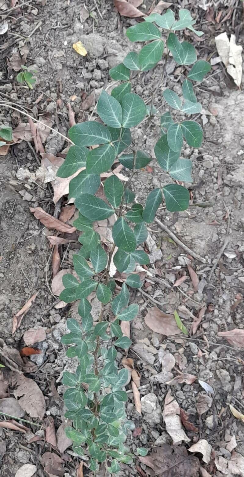 Tamarindo dolce 13