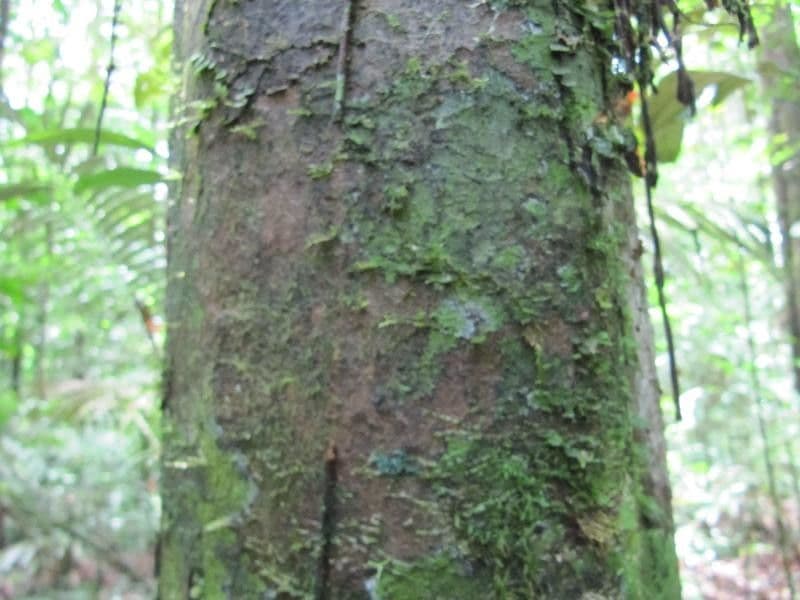 Micrandra 4