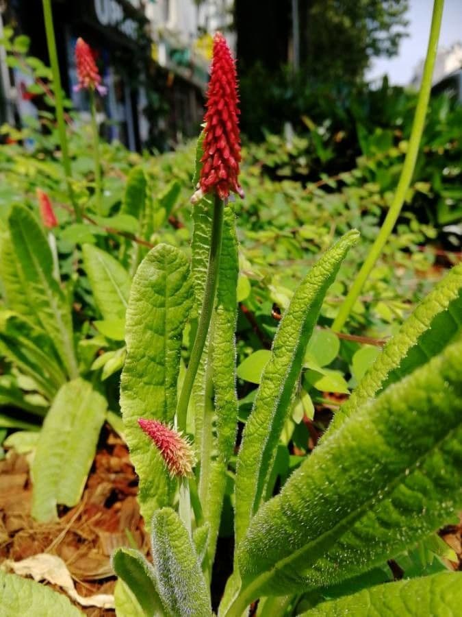 Primula 14